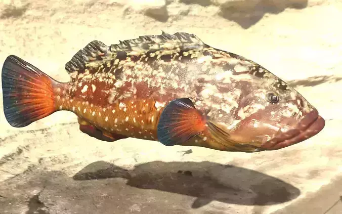 Grouper photorealistic sea fish 3d model Rigged Animated Low-poly 3D model