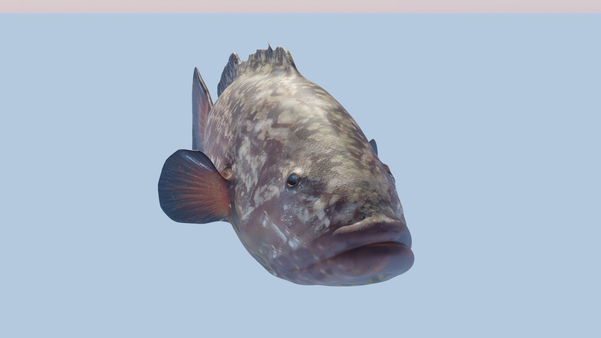 Grouper photorealistic sea fish 3d model Rigged Animated Low-poly 3D model_9