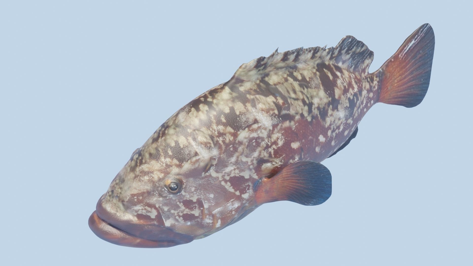 Grouper photorealistic sea fish 3d model Rigged Animated Low-poly 3D model_7