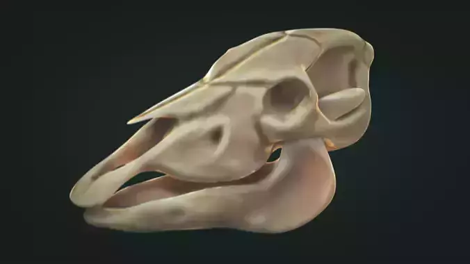 Horse Skull