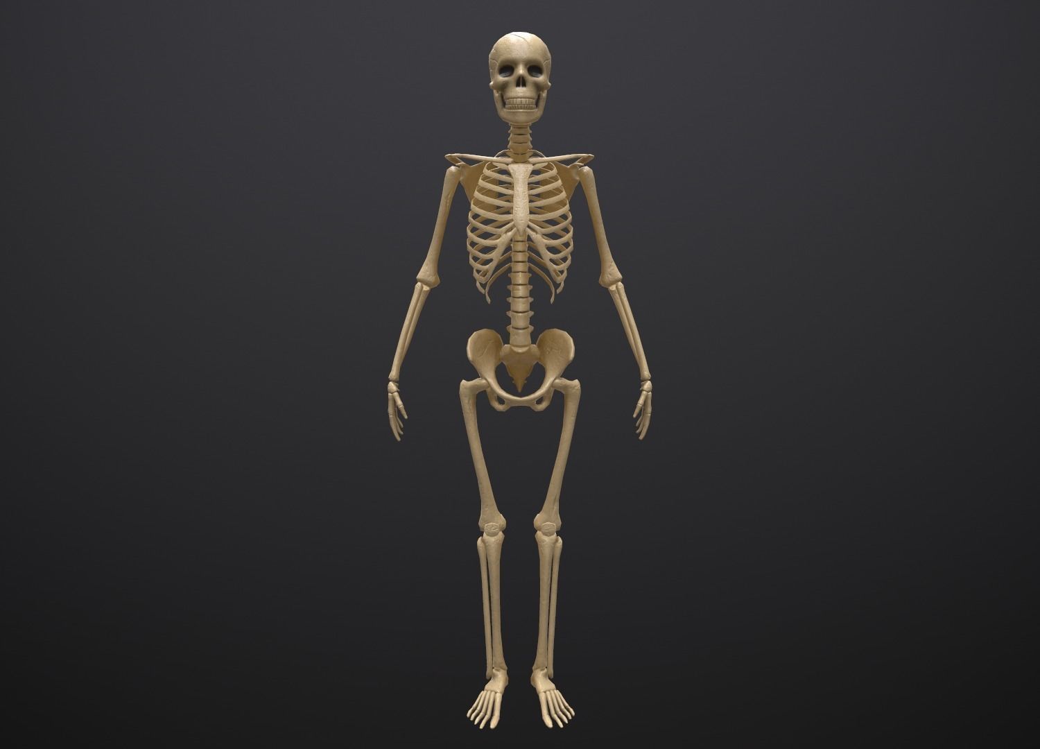 Substance Skeleton Army Low-poly 3D model_14