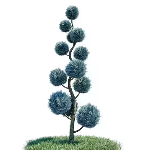 Cypress - Cupressus Arizonica Spiral Pom Pom 3D model