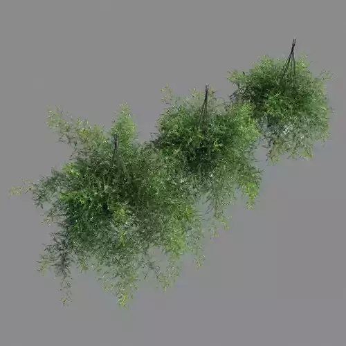 Asparagus aethiopicus 3D model