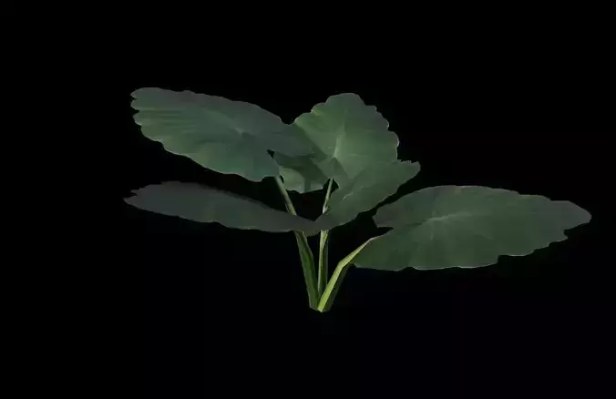 Elephant Ear plant Low-poly 3D model