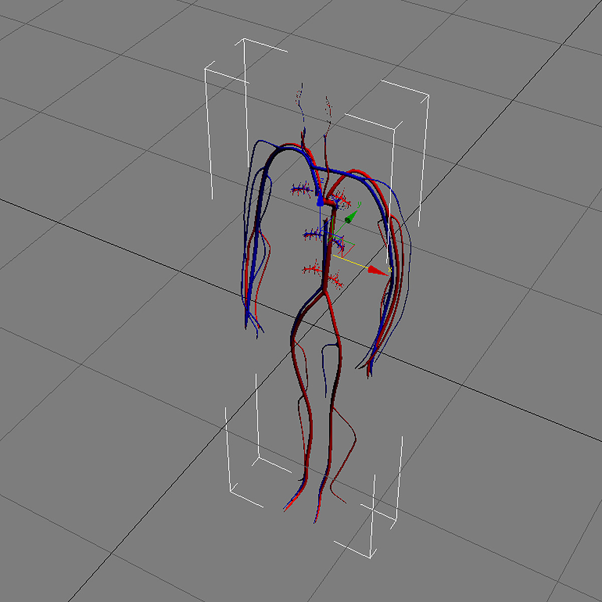 Circulatory System Basic 3D model_1