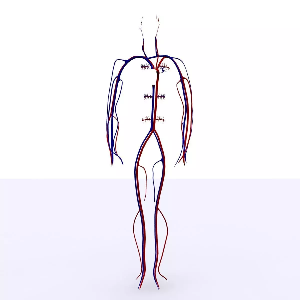 Circulatory System Basic 3D model_0