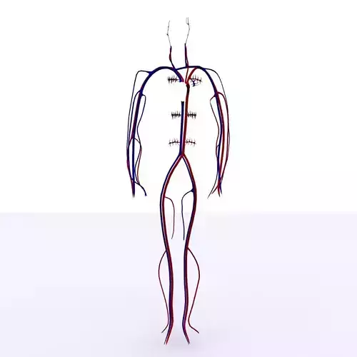 Circulatory System Basic 3D model