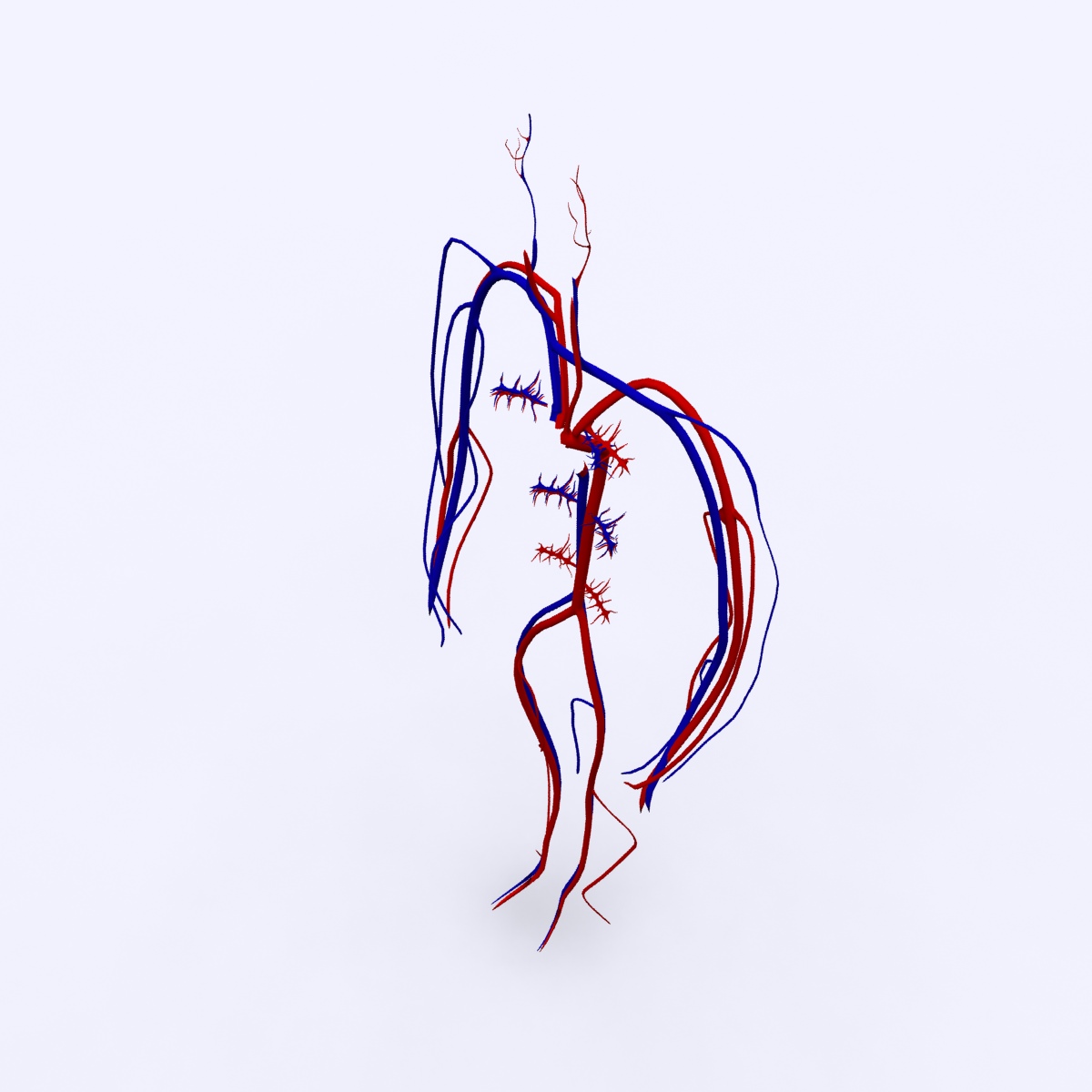Circulatory System Basic 3D model_5