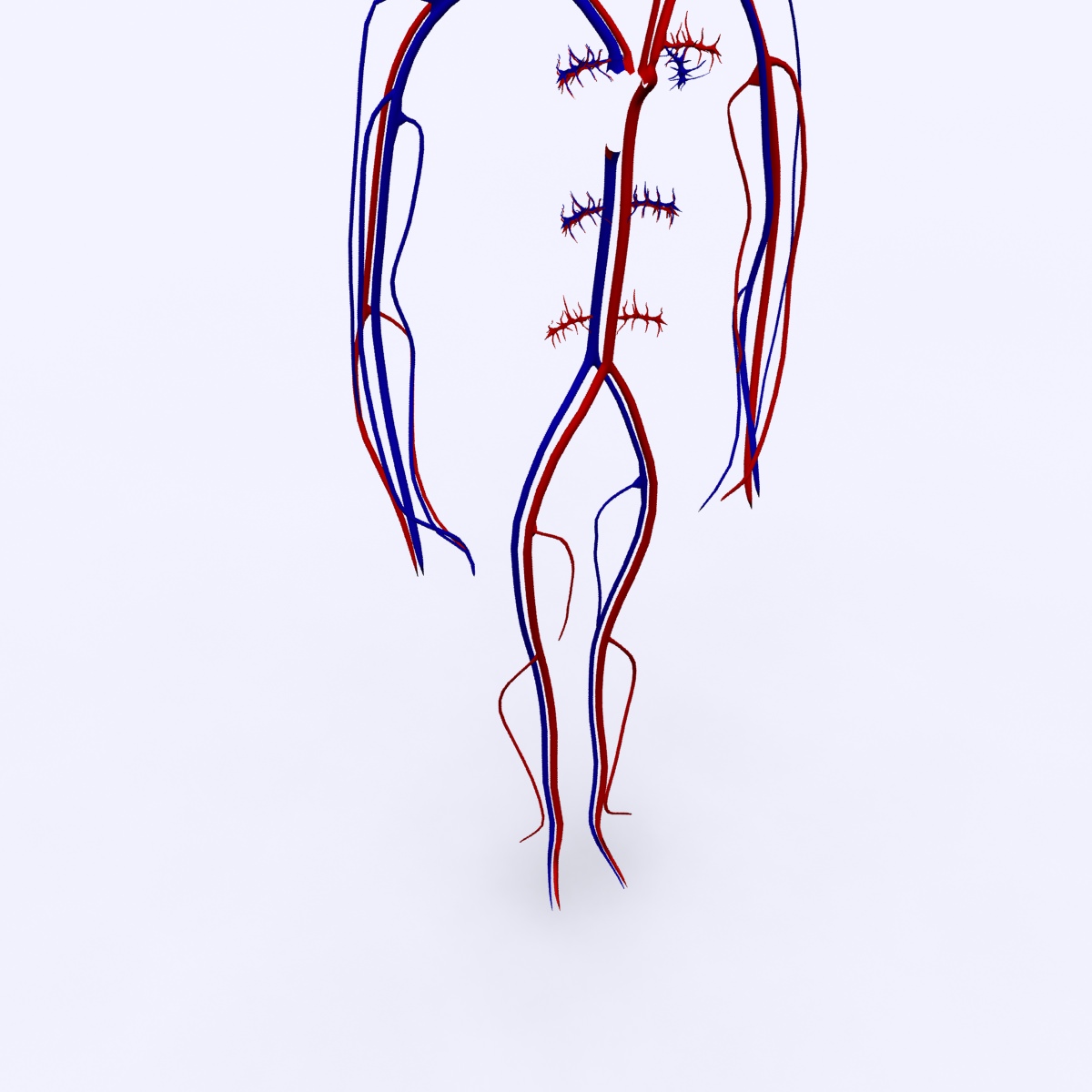 Circulatory System Basic 3D model_4