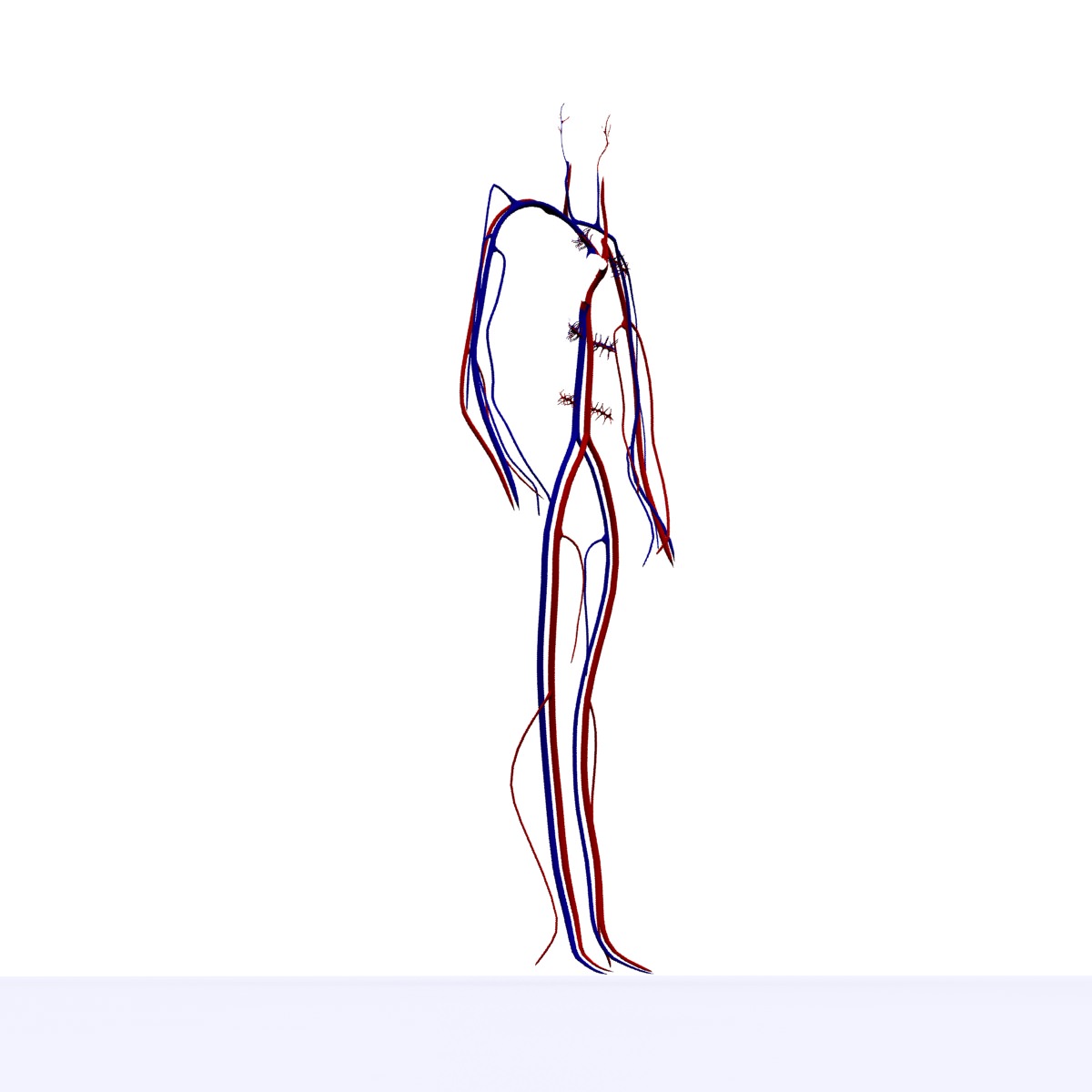 Circulatory System Basic 3D model_2