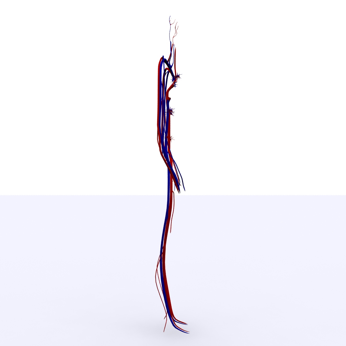 Circulatory System Basic 3D model_3