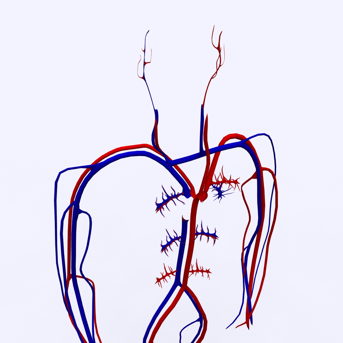 Circulatory System Basic 3D model_7