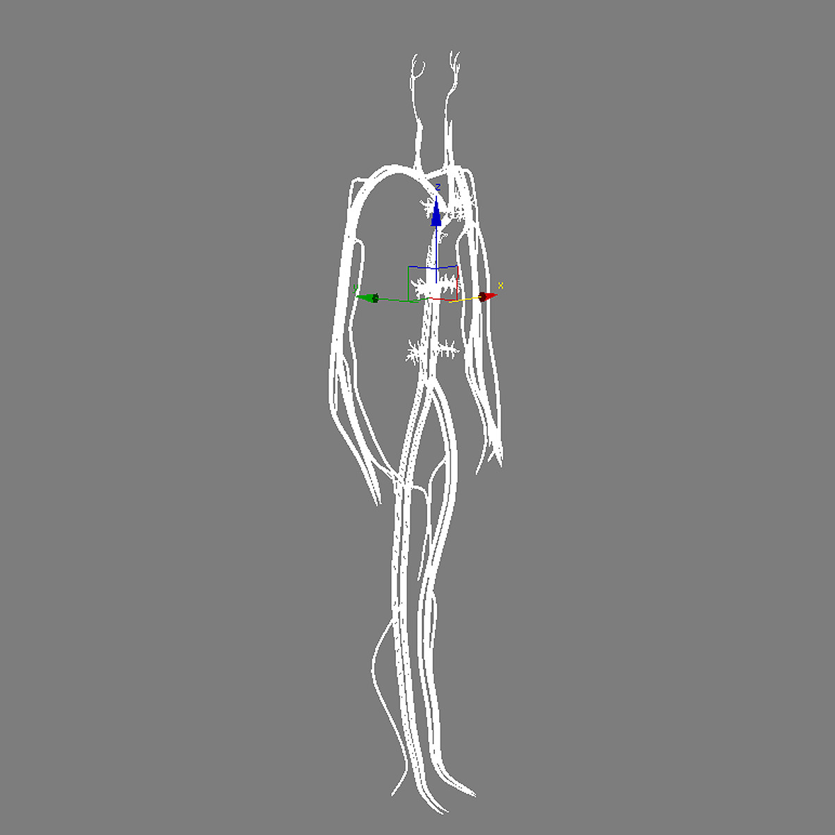 Circulatory System Basic 3D model_6