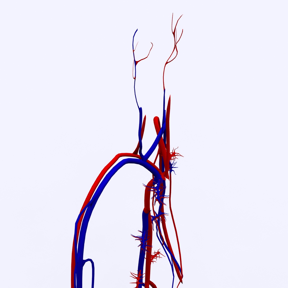 Circulatory System Basic 3D model_8