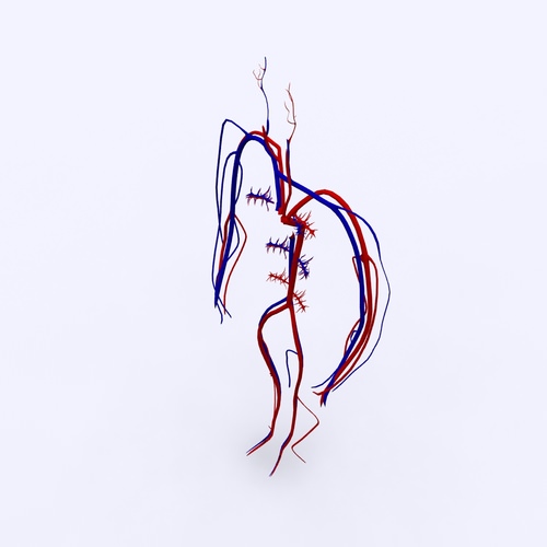 Circulatory System Basic 3D Model .max .obj .3ds .fbx .c4d .ma .mb