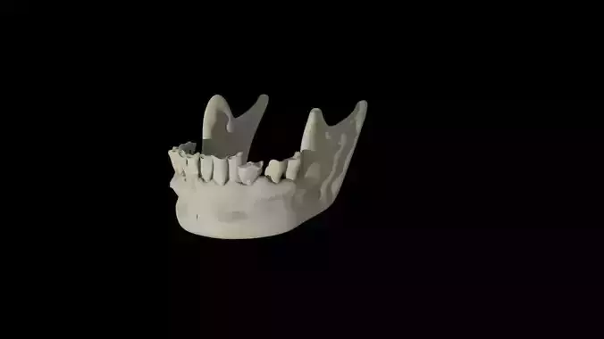 Mandible tooth