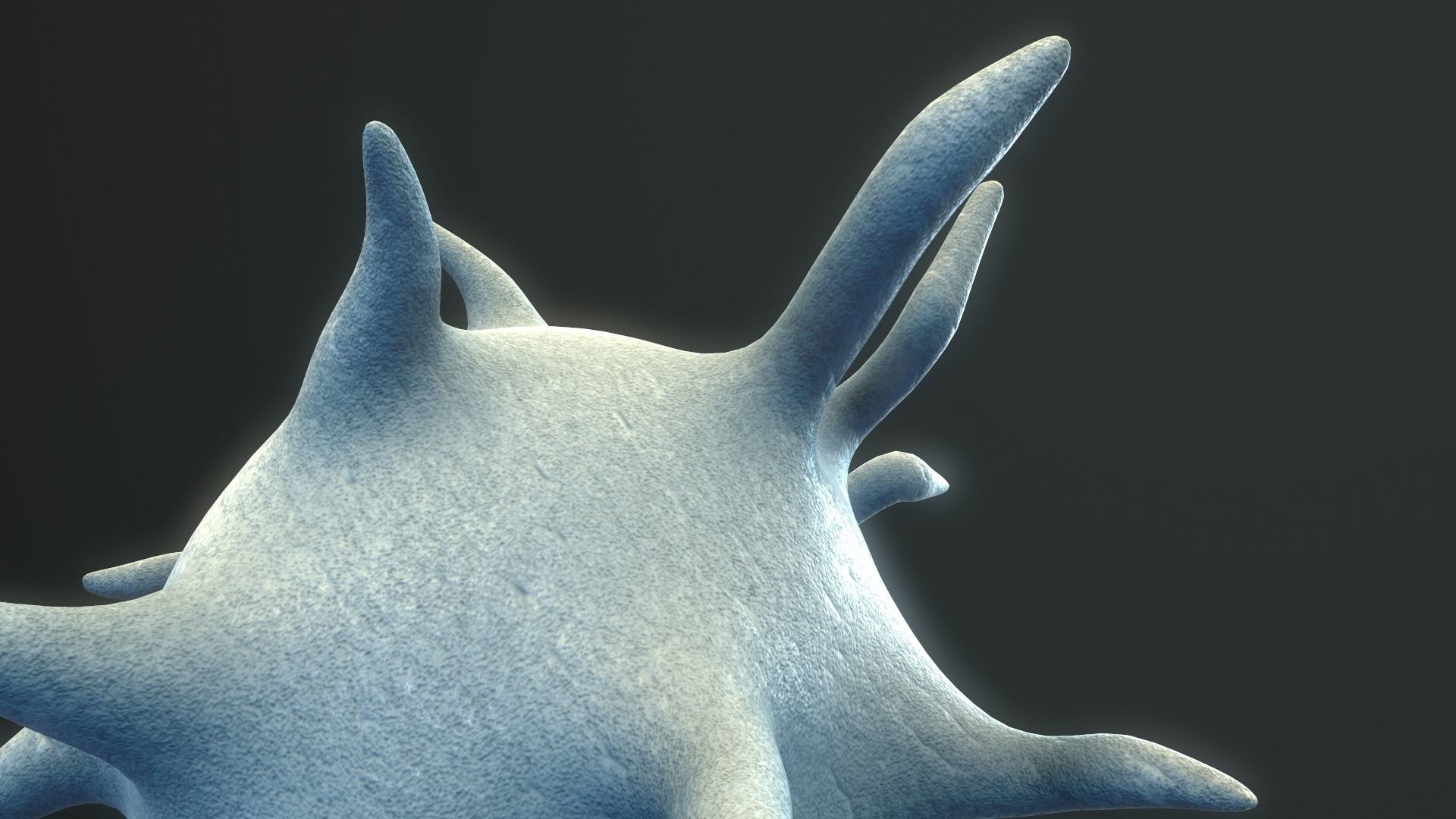 Platelet Thrombocyte 3D model_9