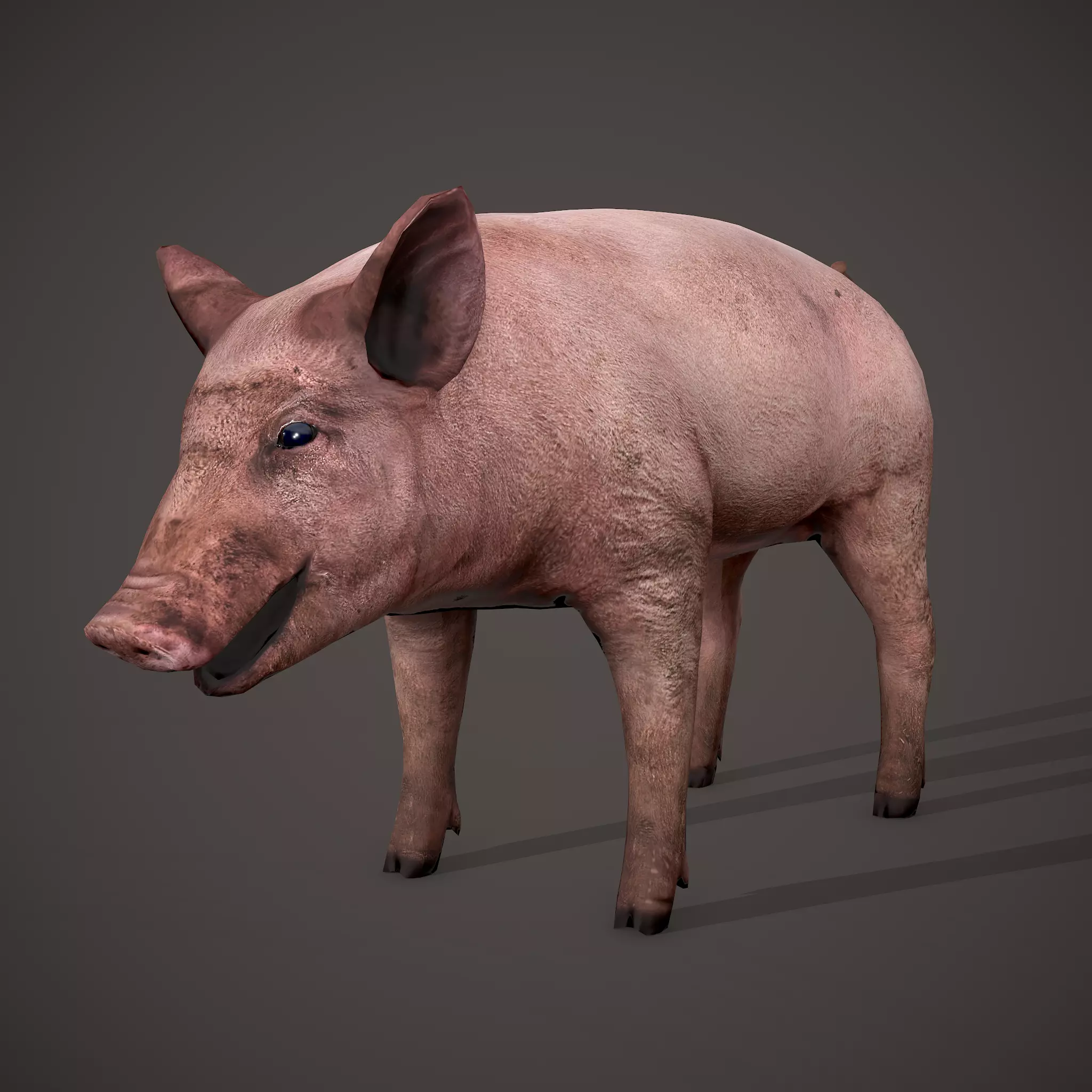 Dirty Pig Low-poly 3D model
