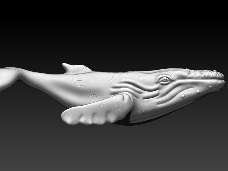 whale 3D print model_5