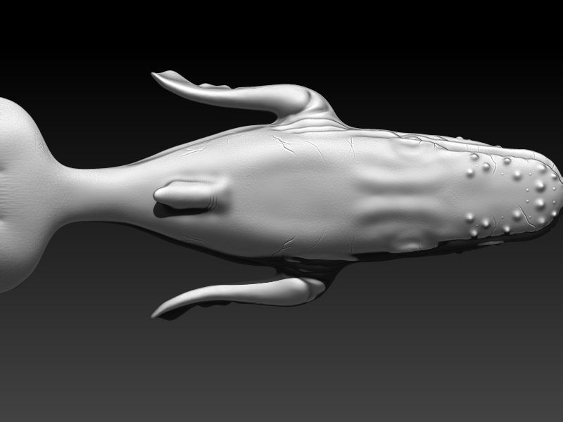 whale 3D print model_6