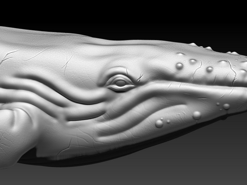 whale 3D print model_4