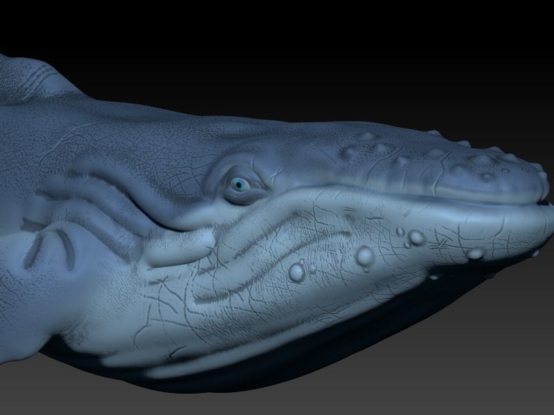 whale 3D print model_1