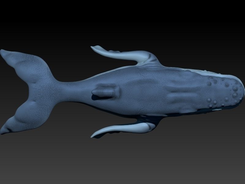 whale 3D print model_2
