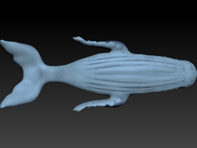 whale 3D print model_3