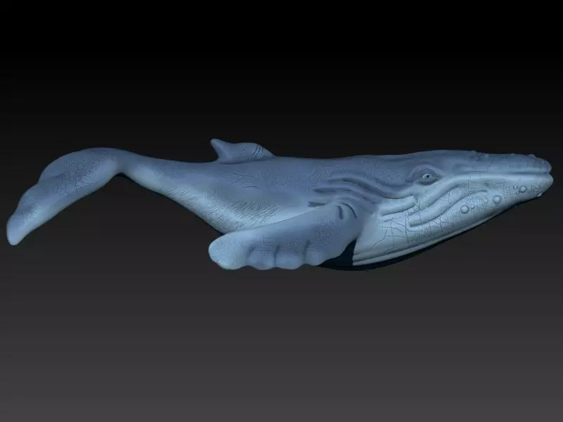 whale 3D print model_0