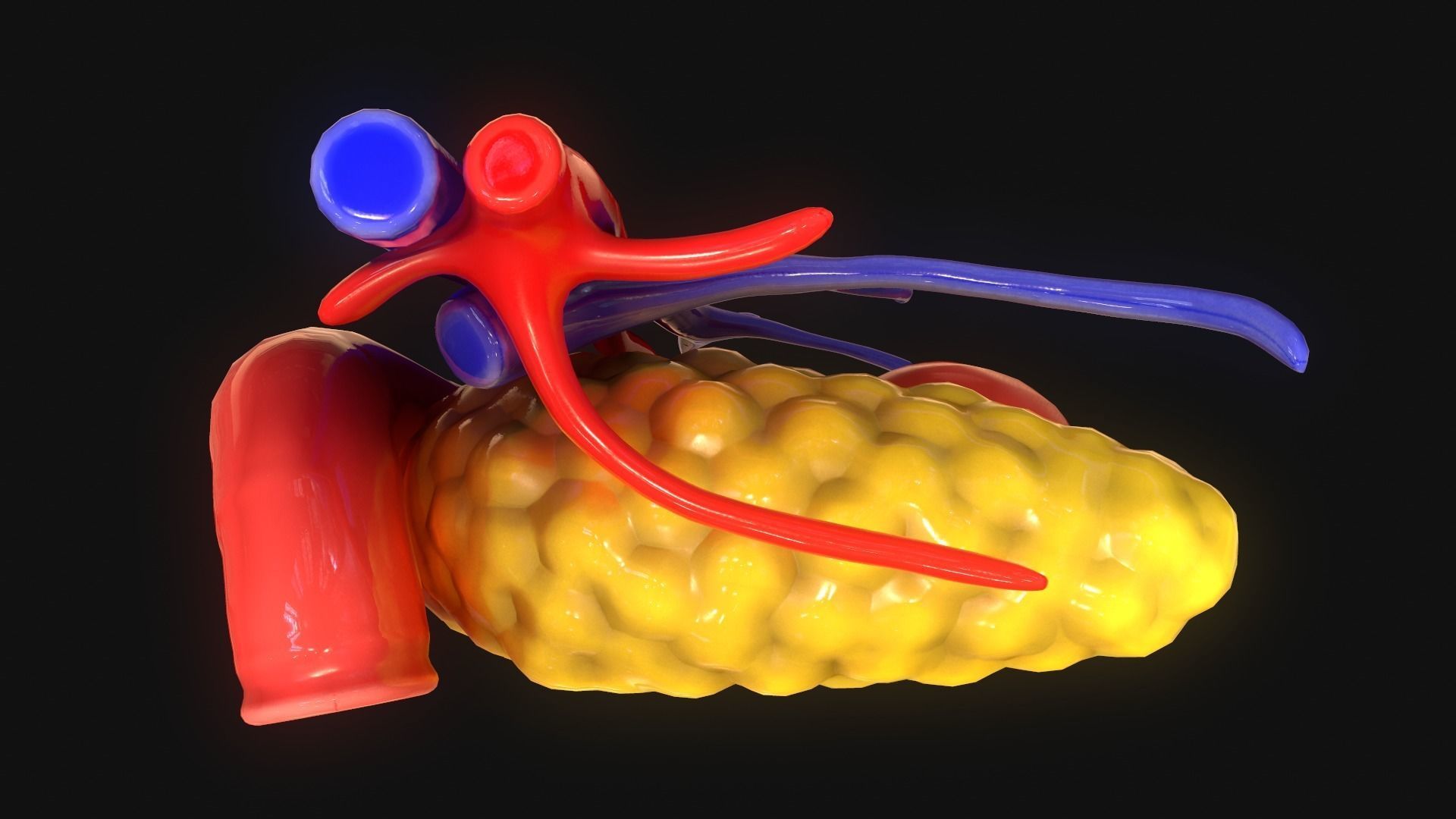 Pancreas human 3D model_5