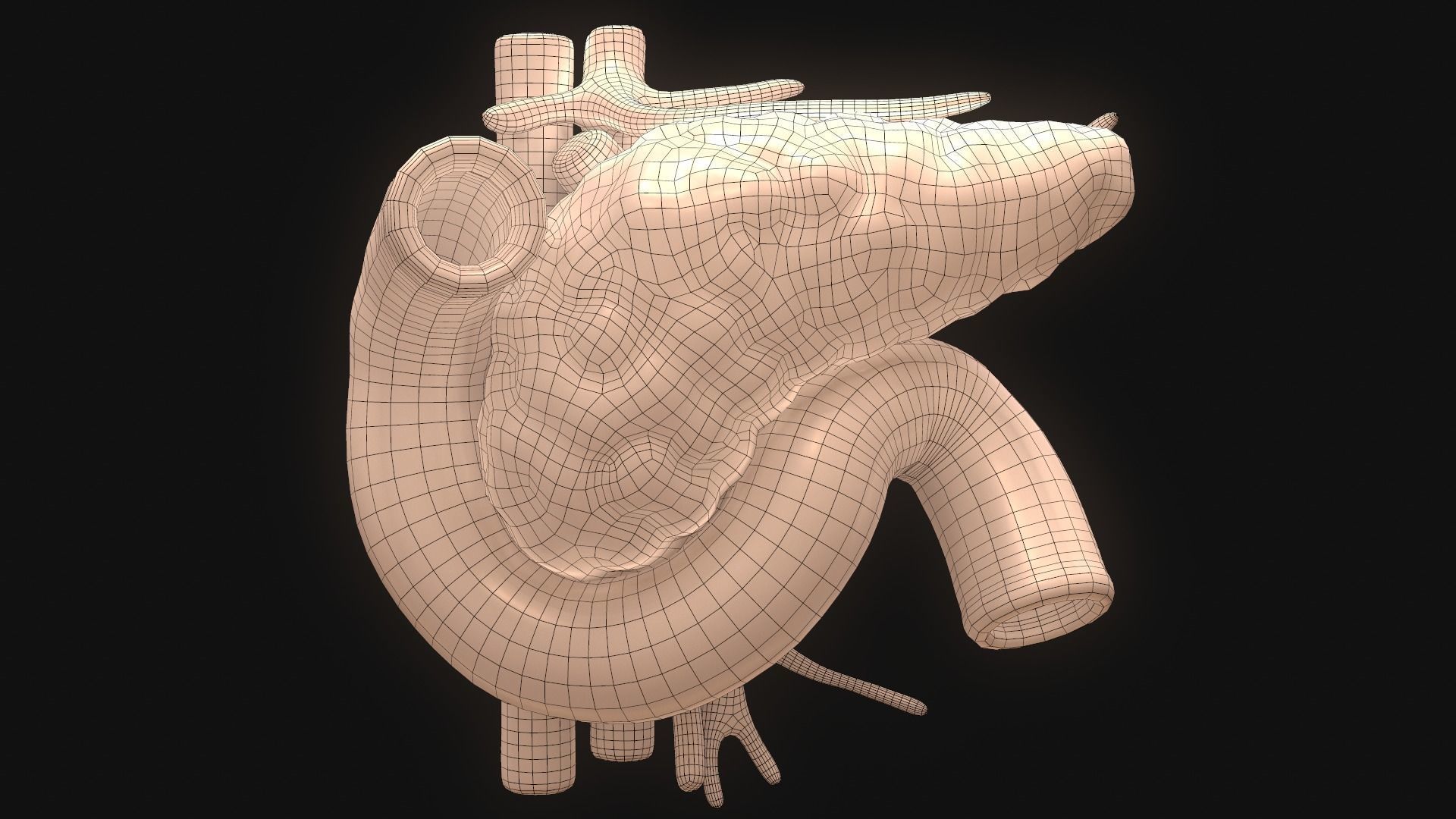Pancreas human 3D model_9