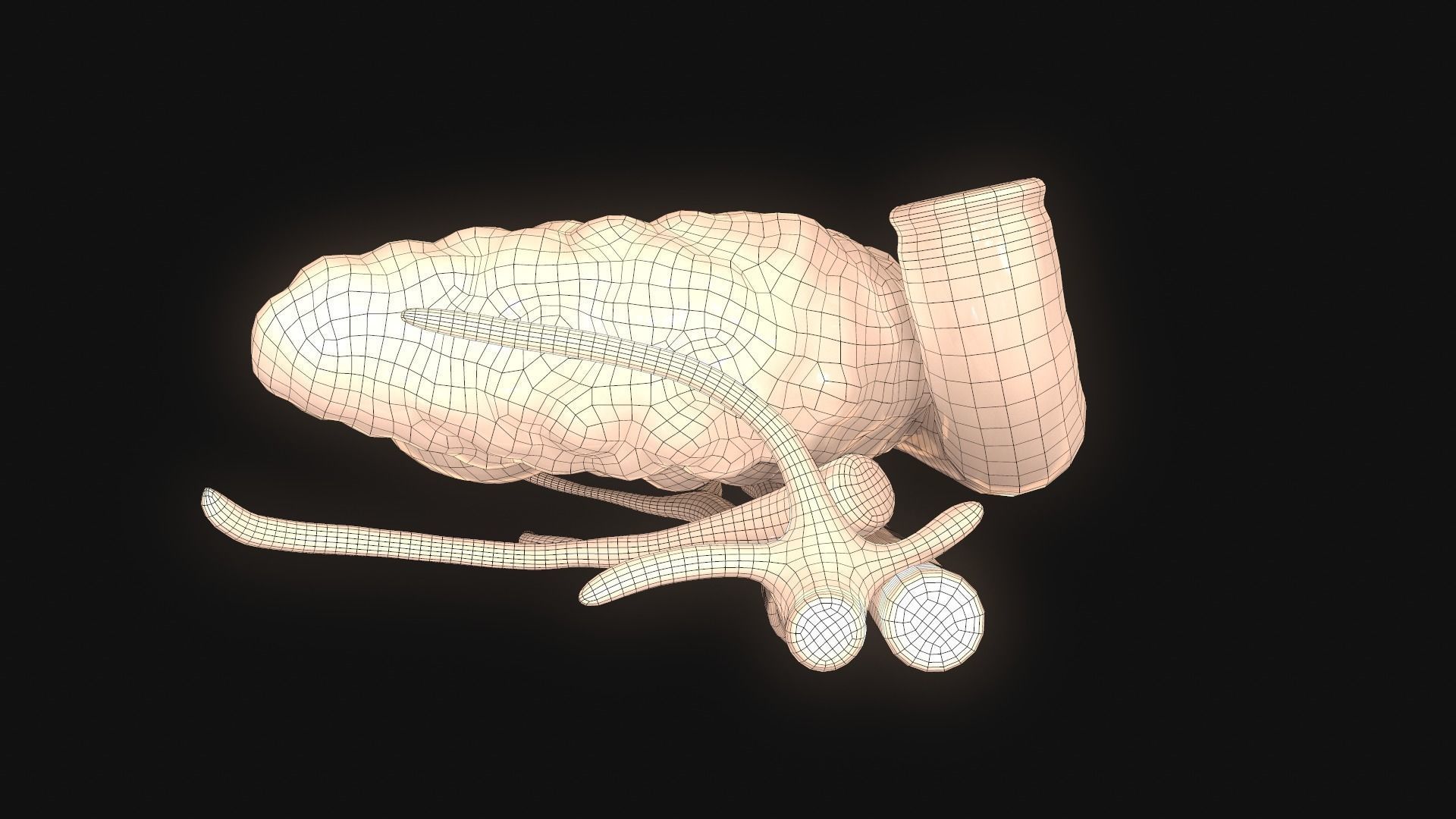 Pancreas human 3D model_11