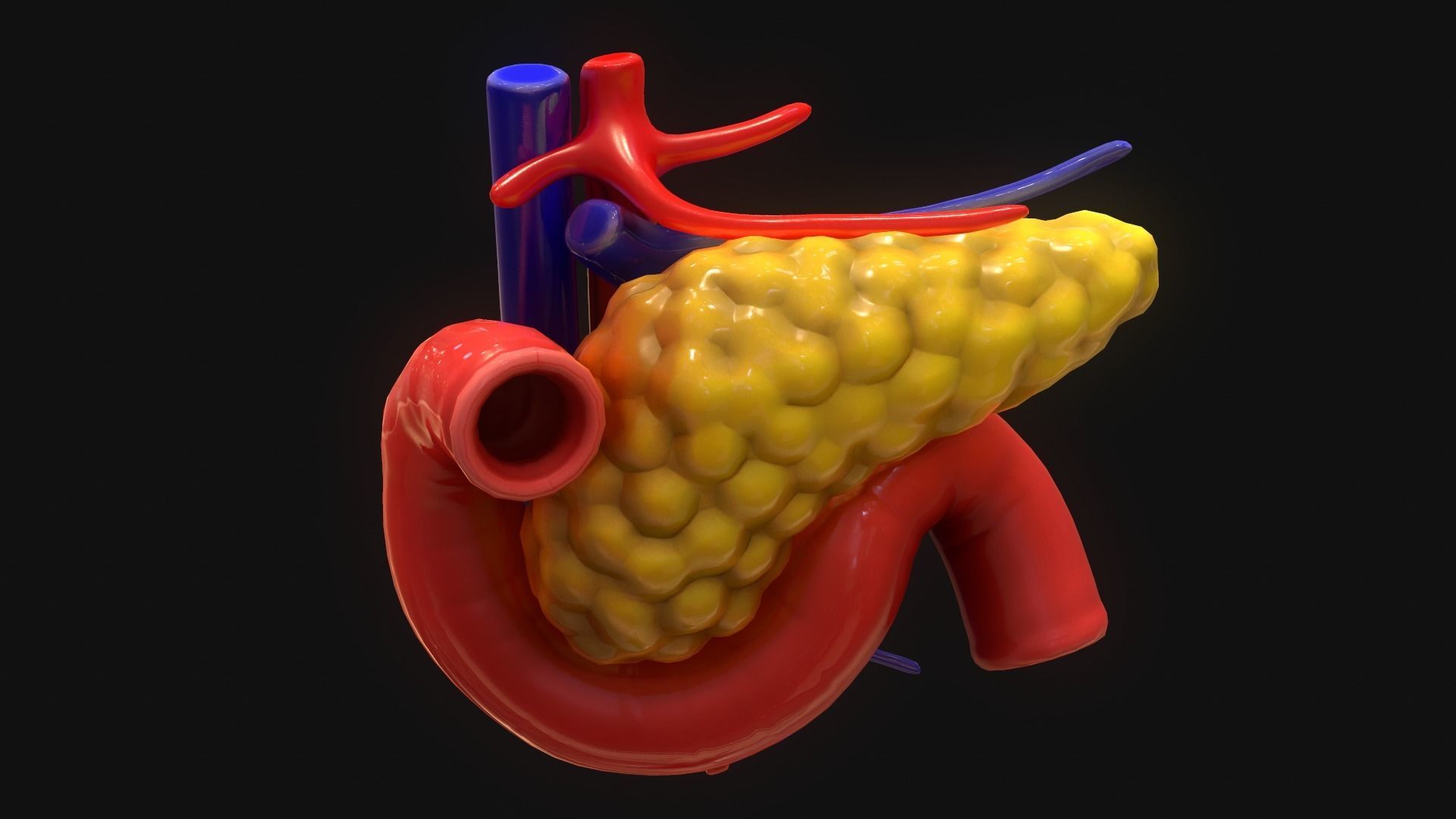 Pancreas human 3D model_3