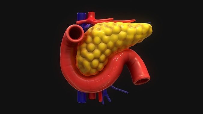 Pancreas human 3D model