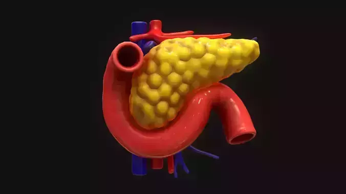 Pancreas human 3D model Pancreas human 3D model
