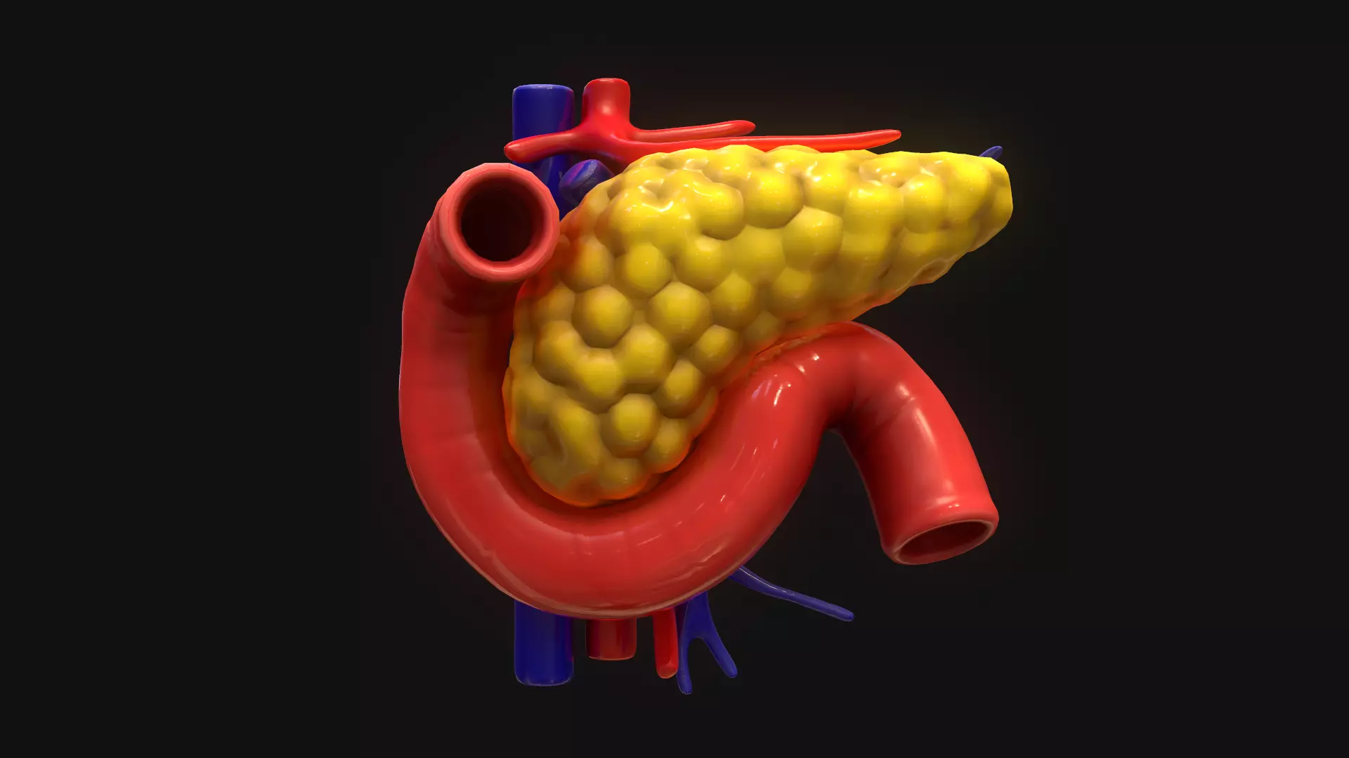 Pancreas human 3D model_0