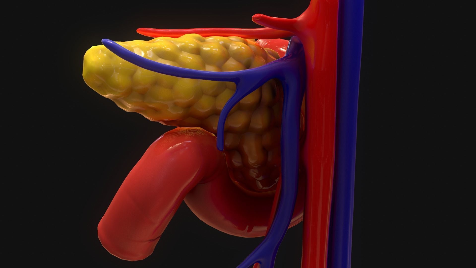 Pancreas human 3D model_8