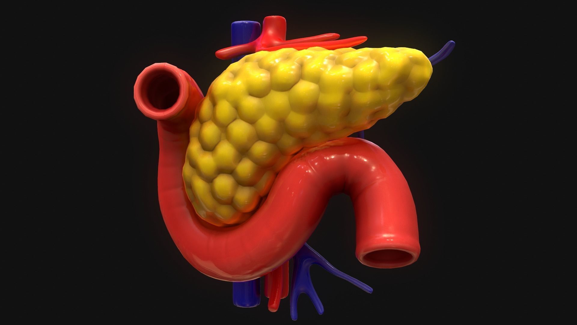 Pancreas human 3D model_1