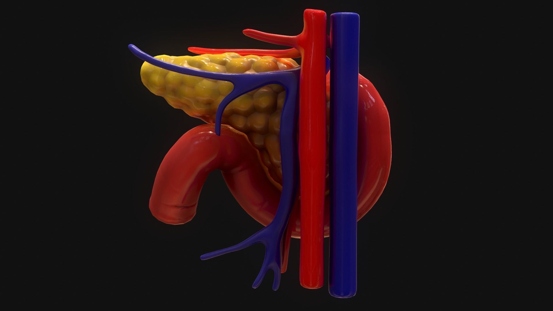 Pancreas human 3D model_4