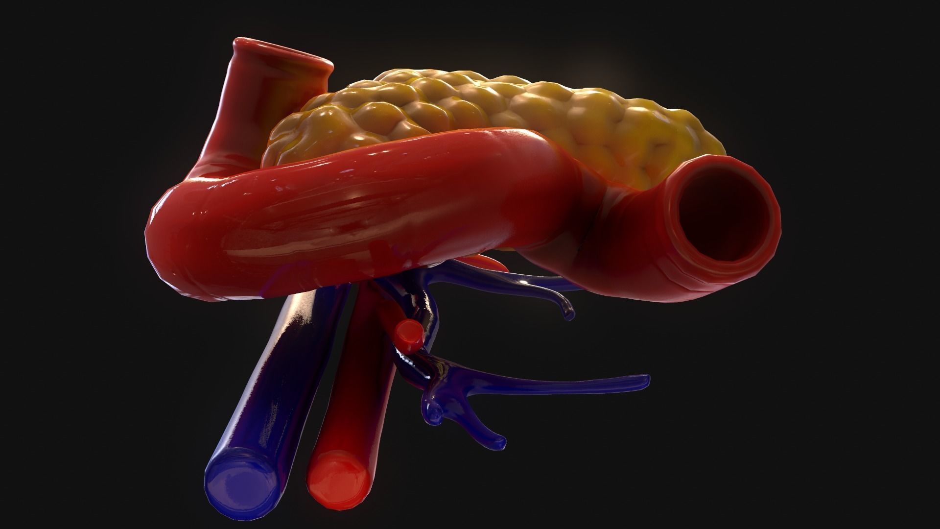 Pancreas human 3D model_6