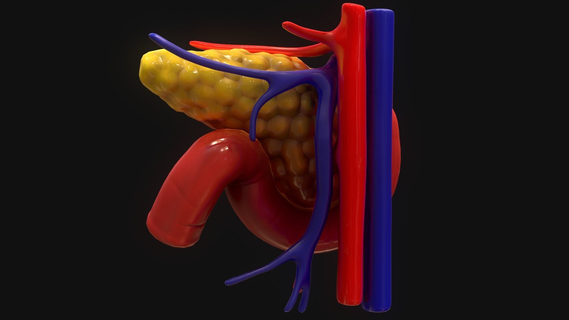 Pancreas human 3D model_2