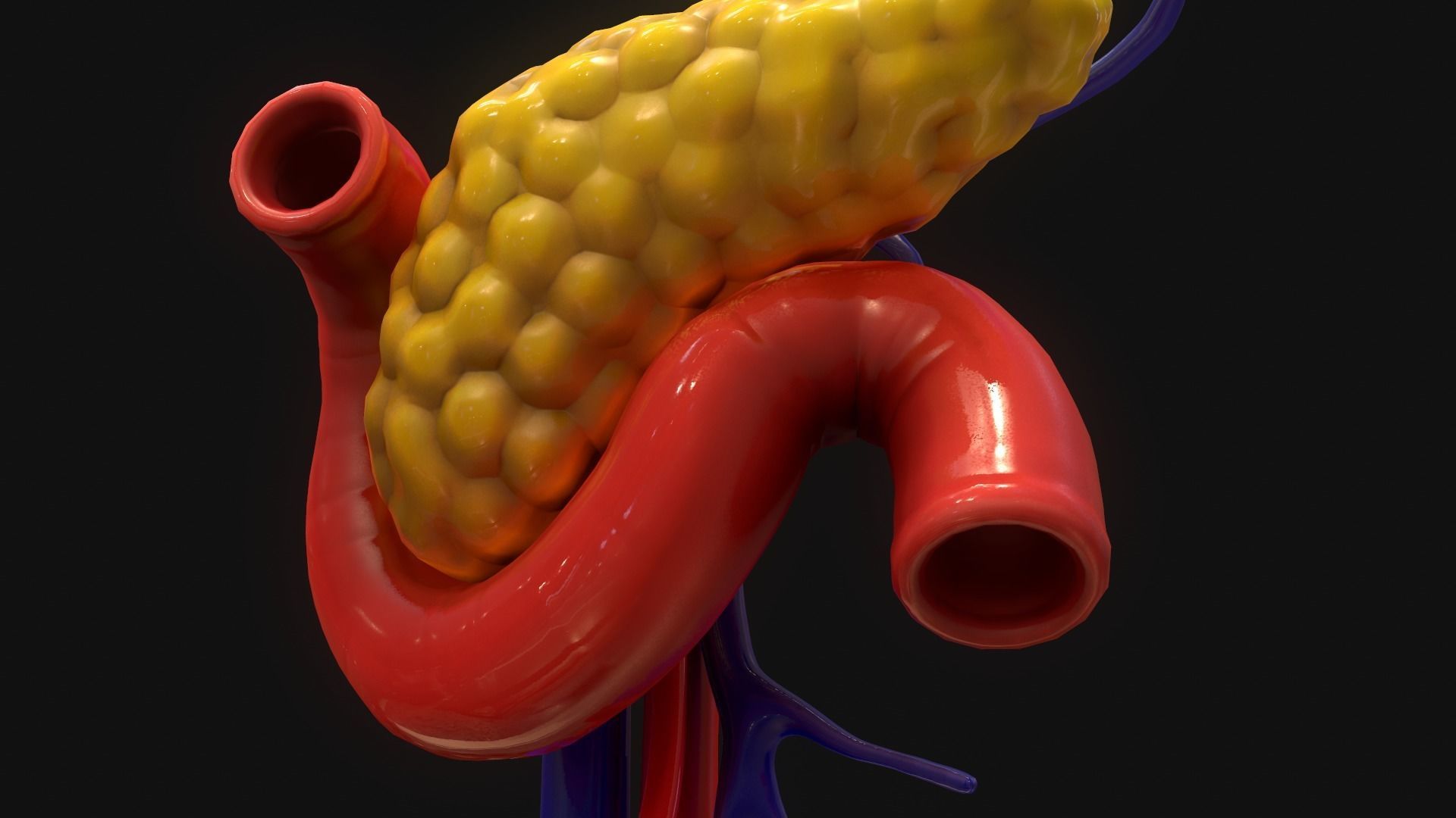 Pancreas human 3D model_7