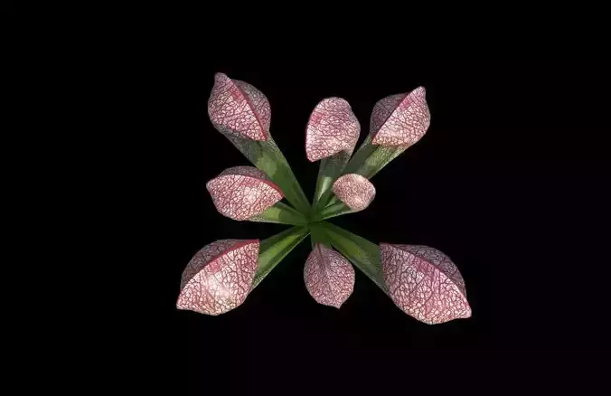  Lobster Pot Plant model