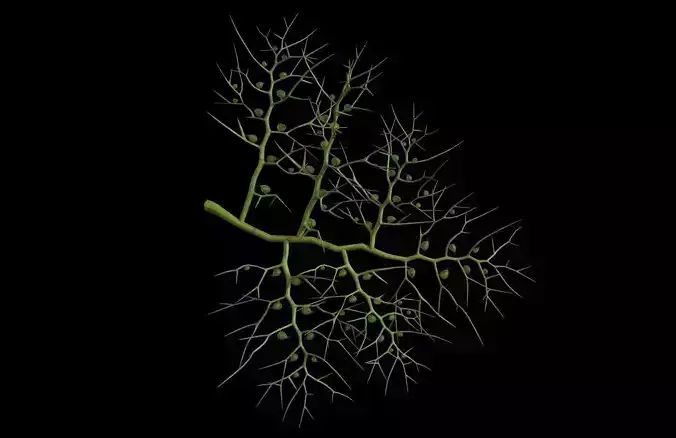 3D Utricularia model branch of plant