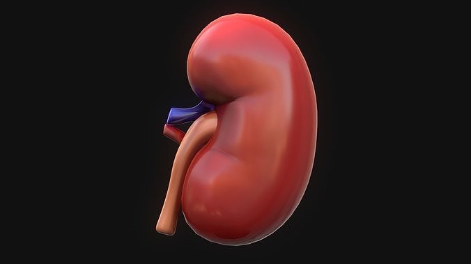 Human Kidney Low-poly 3D model