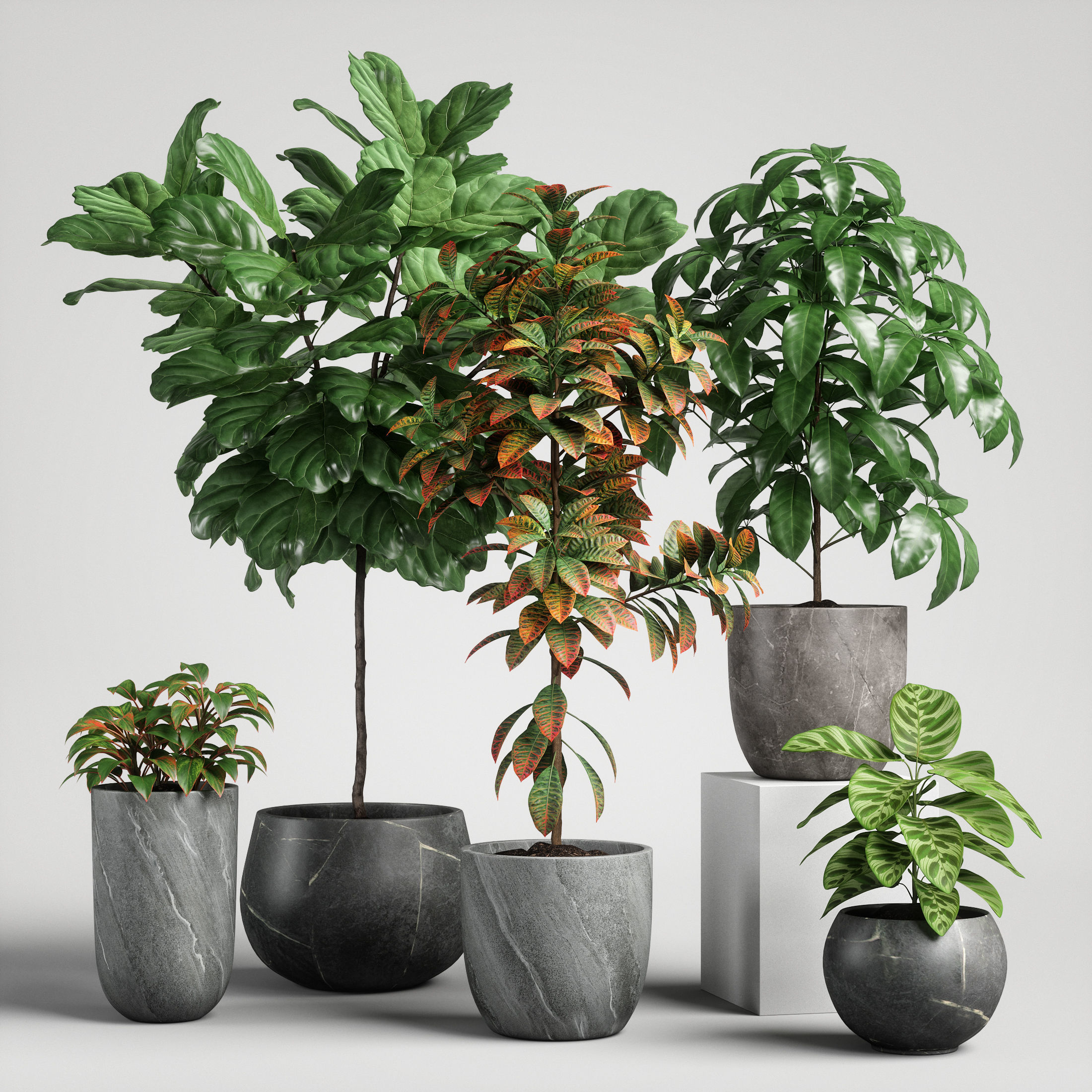 plants set 11