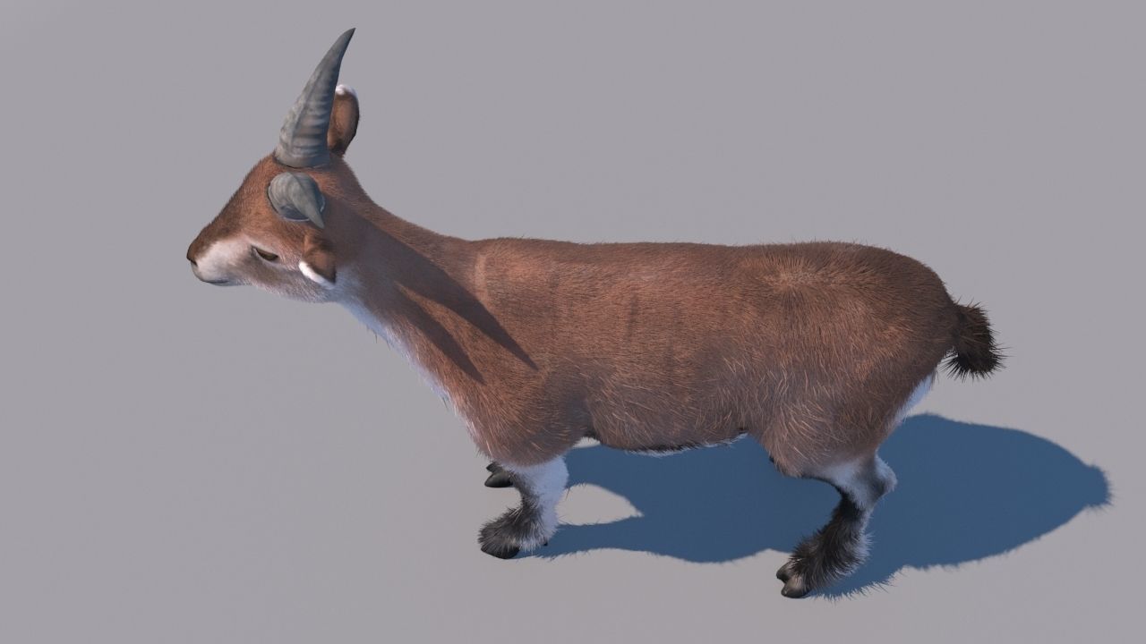 blue sheep 3Dmodel 3D model_3