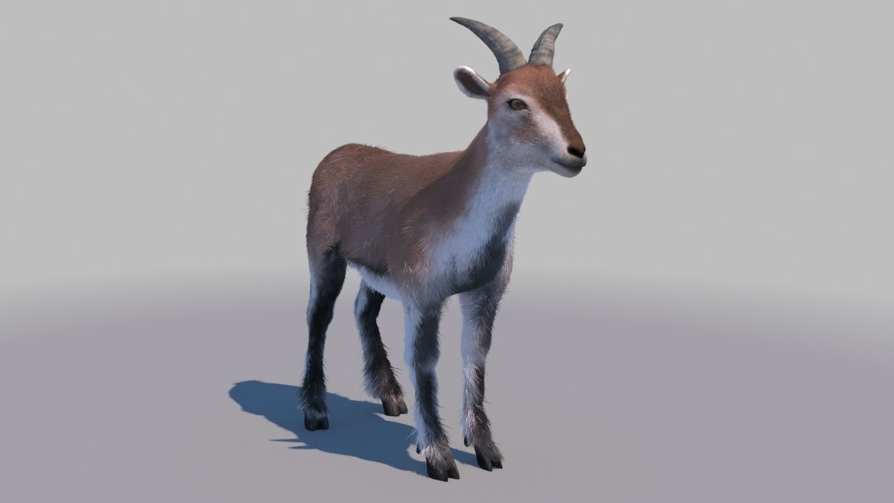 blue sheep 3Dmodel 3D model_2