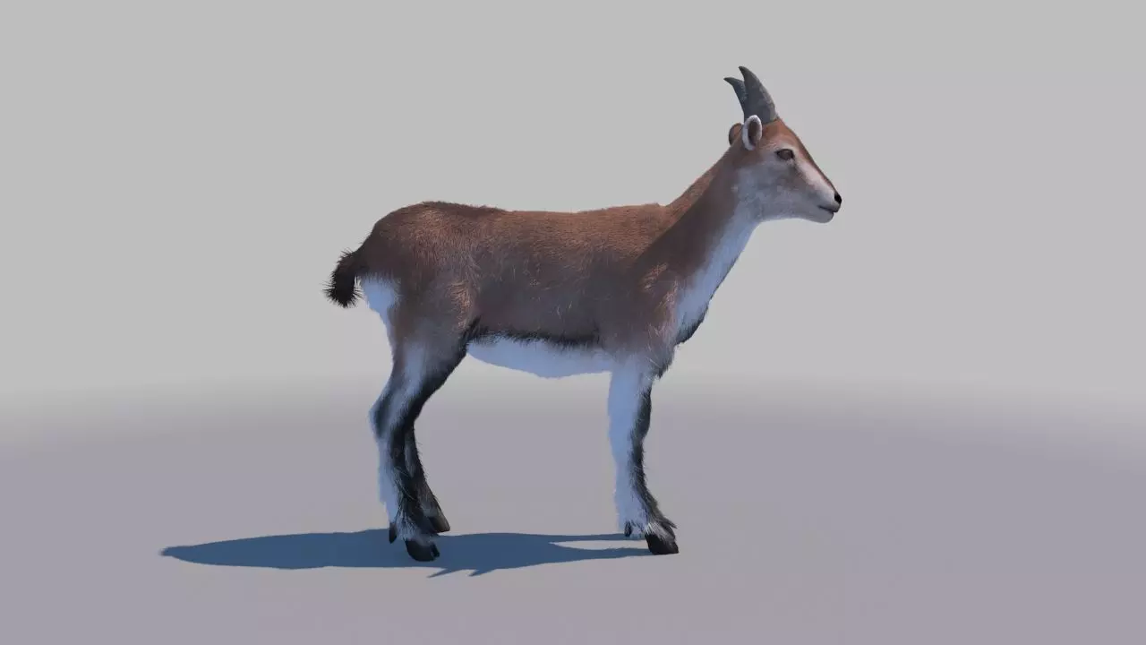 blue sheep 3Dmodel 3D model_0