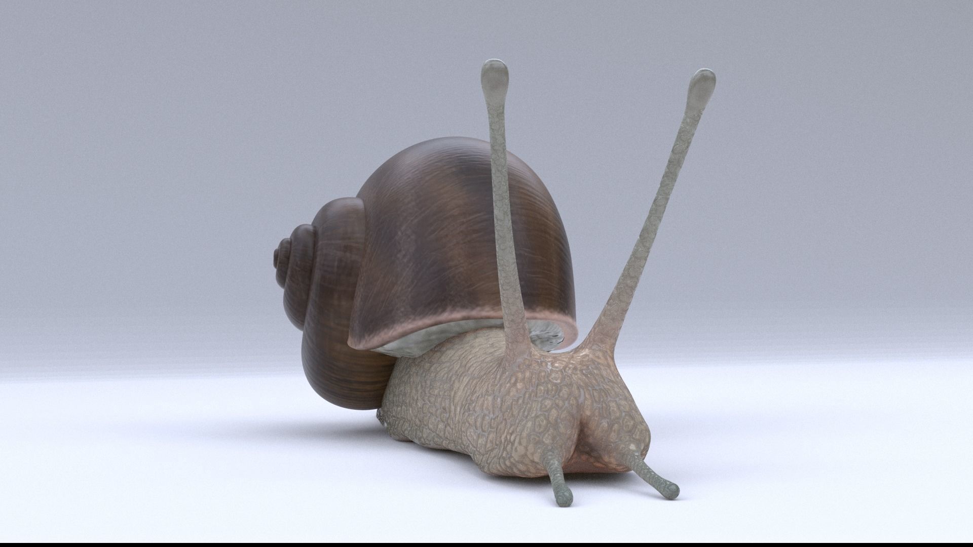 Snail Low-poly 3D model_3